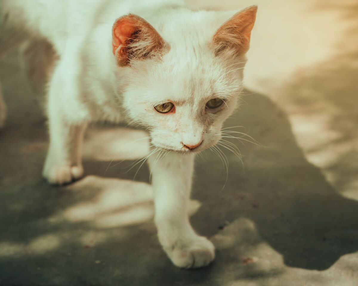 replaced chat triste durée vie rejouabilité