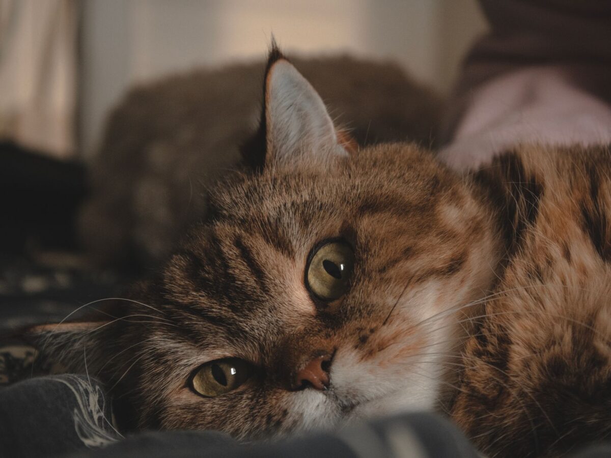 replaced chat triste sad cat studios