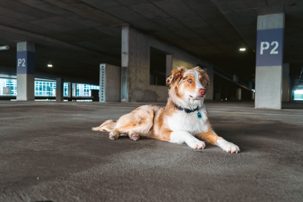 barkour chien espion cas usage correspondent