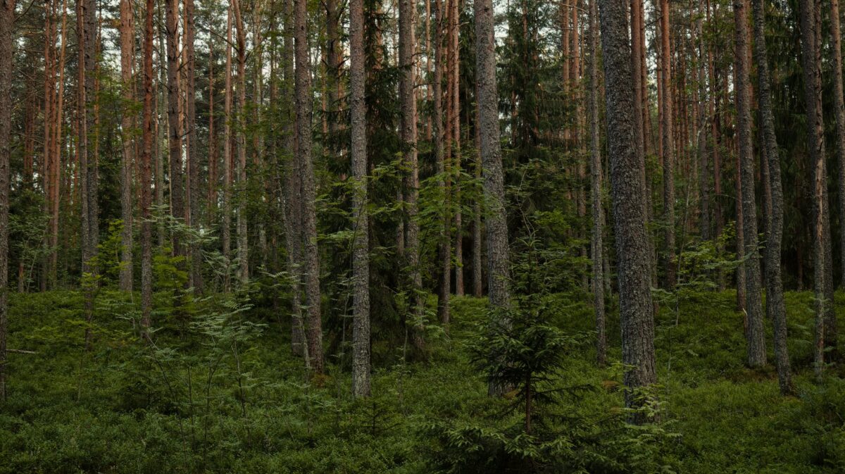 voidwood forêt te erreurs fréquentes éviter