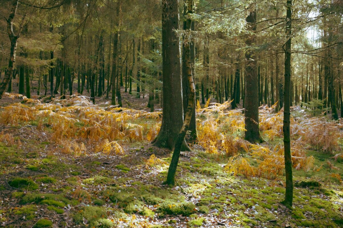 voidwood forêt te communication proximité