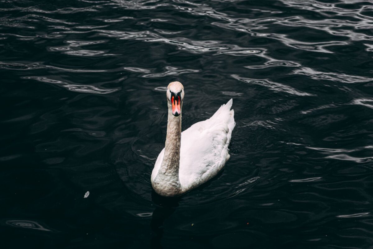 swan song soluce