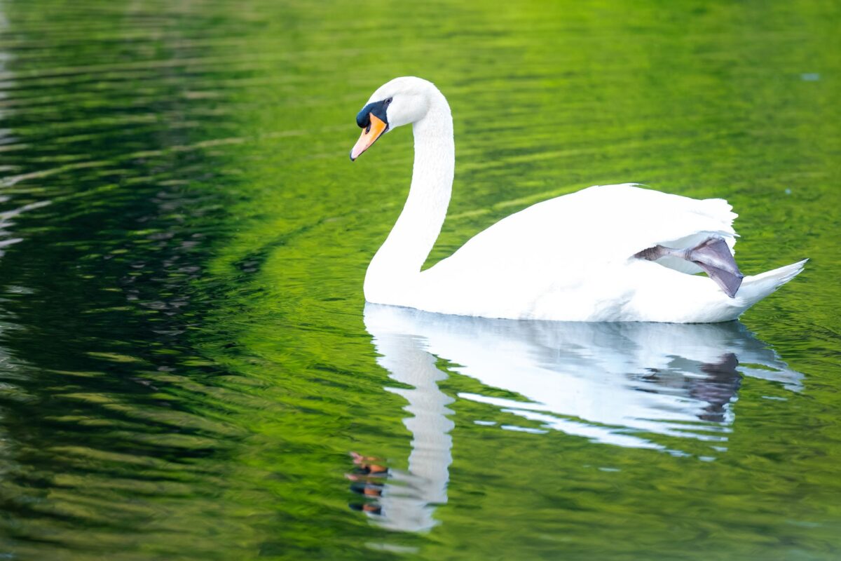 swan song soluce