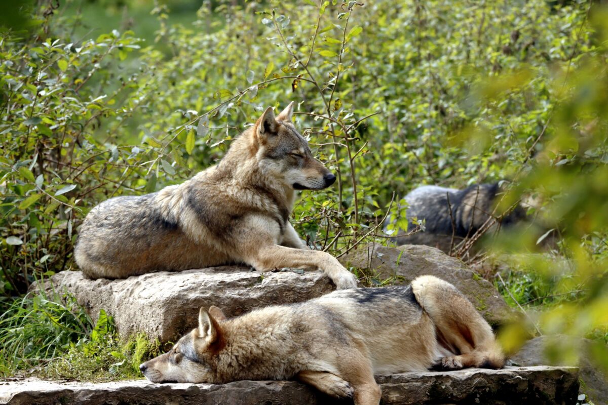 kusan city wolves qu rend chasse