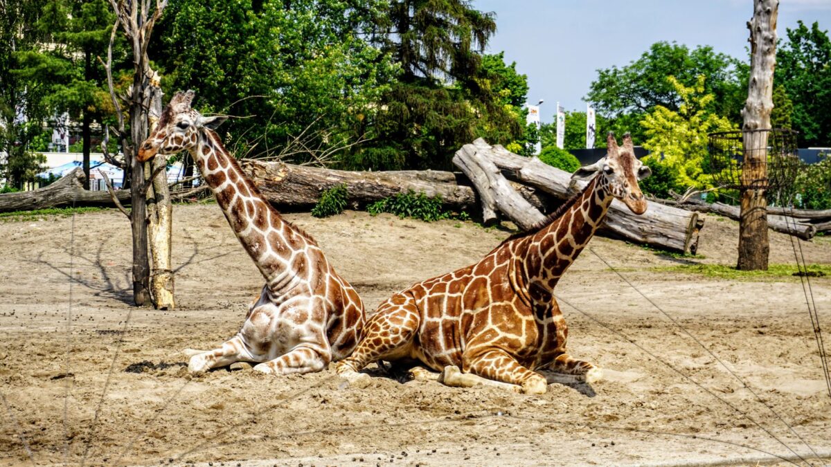 jeu girafe asociale erreurs fréquentes éviter