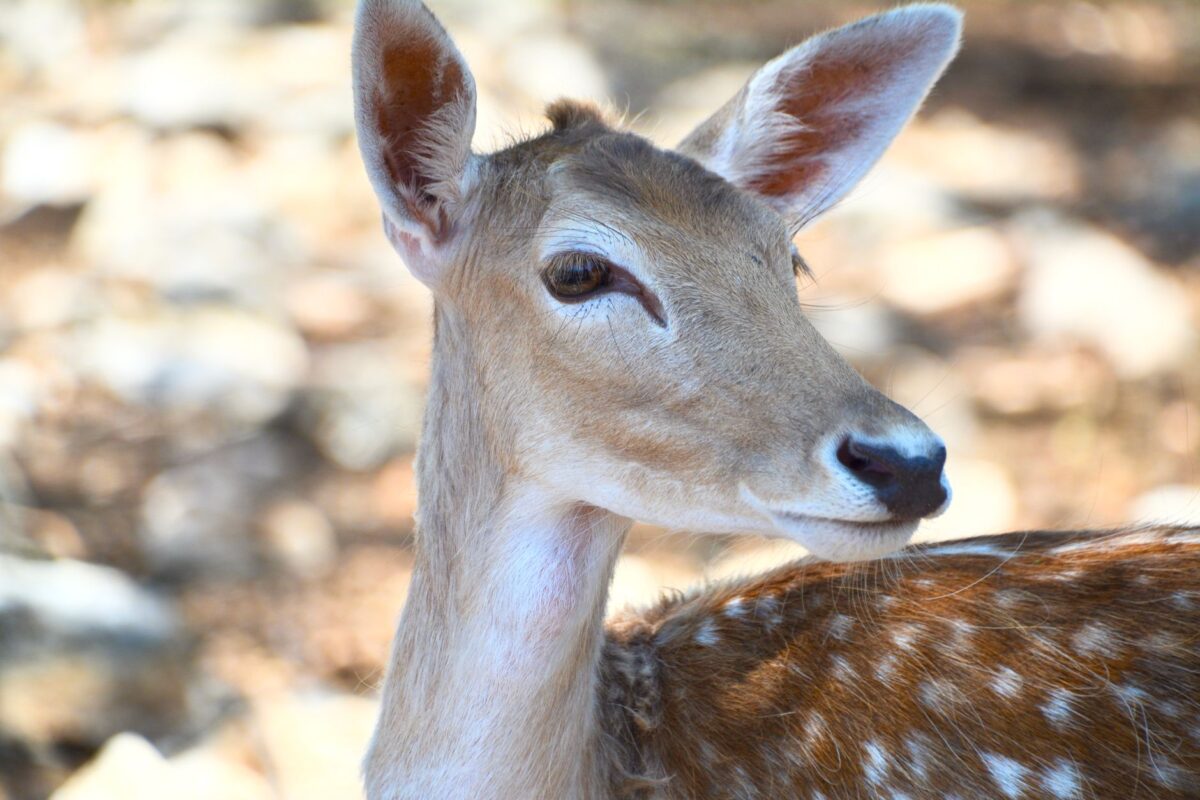 deer boy silence relation progresse faon